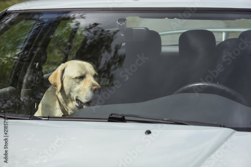 A yellow Labrador dog sits in a hot car in Finland. It's a sunny day.