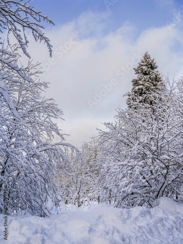 Winter forest nature landscape with snow covered trees. Nature winter background. Top view