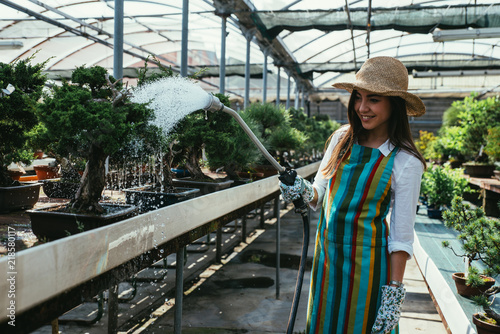 Bonsai greenhouse center. rows with small trees, woman working and taking care of the plants