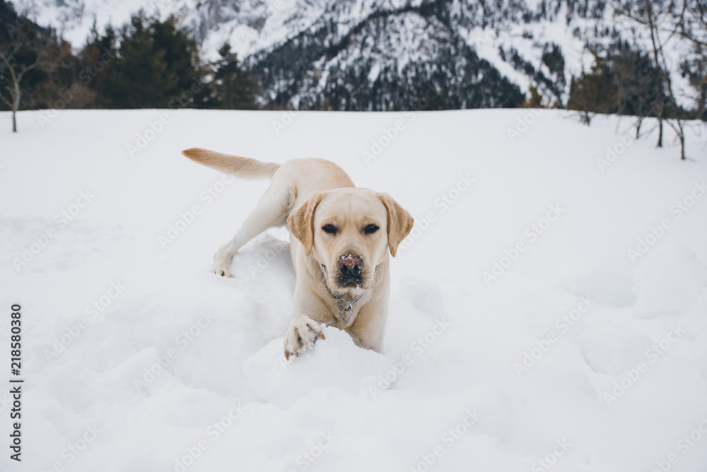 Friends playing with dog on the mountains, on th snowy ground Friends playing with dog on the mountains, on th snowy ground
