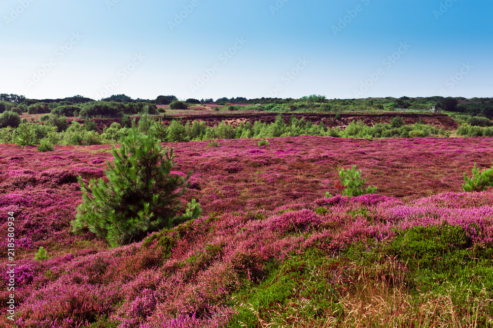 Fototapeta premium Heidelandschaft auf Sylt