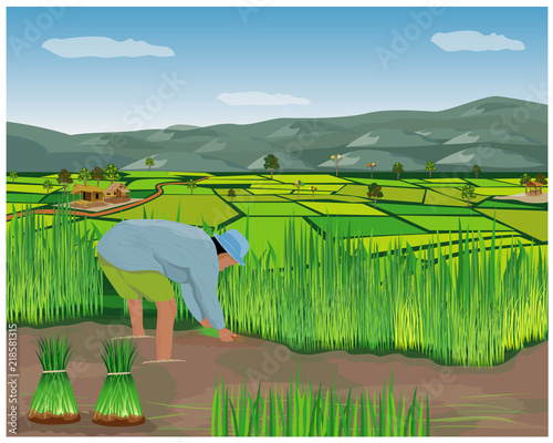 Obraz na plátně farmer work in paddy field vector design
