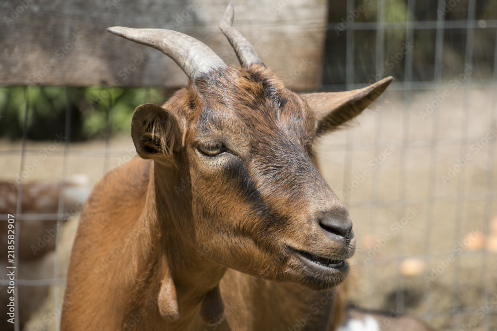 Head of a female goat Head of a female goat