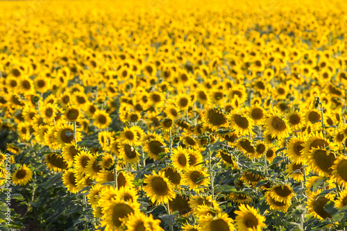 Fototapeta Naklejka Na Ścianę i Meble -  Big sunflower field
