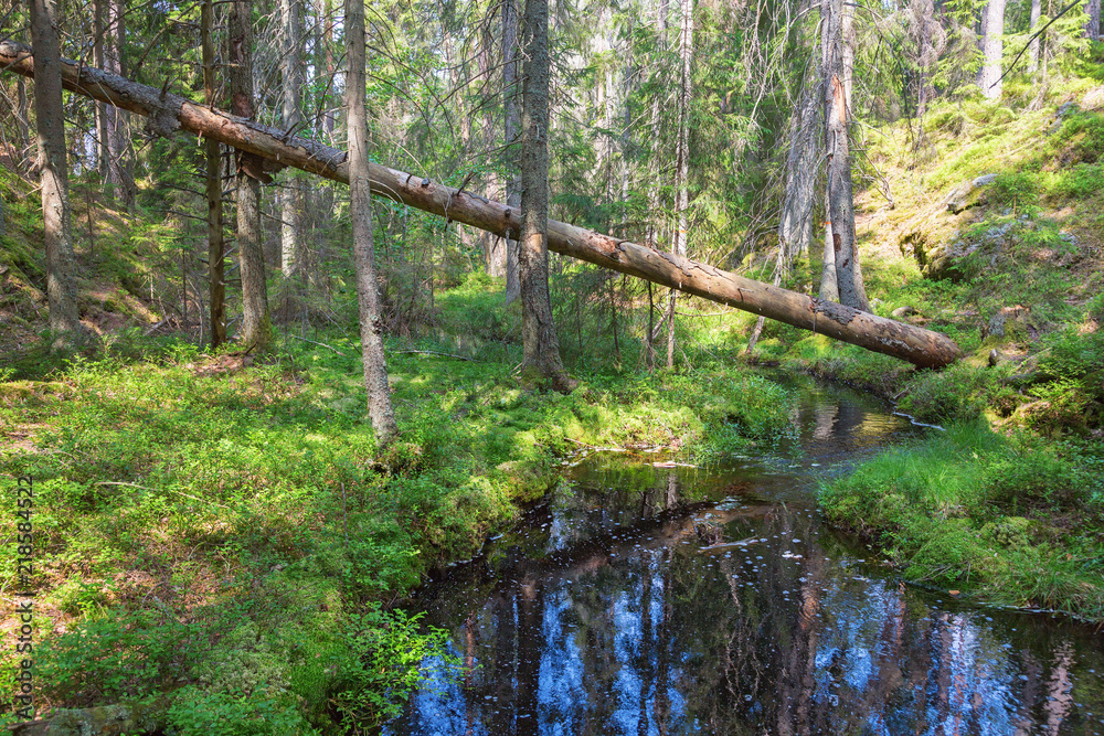 Forest stream with fallen trees in the forest landscape Forest stream with fallen trees in the forest landscape