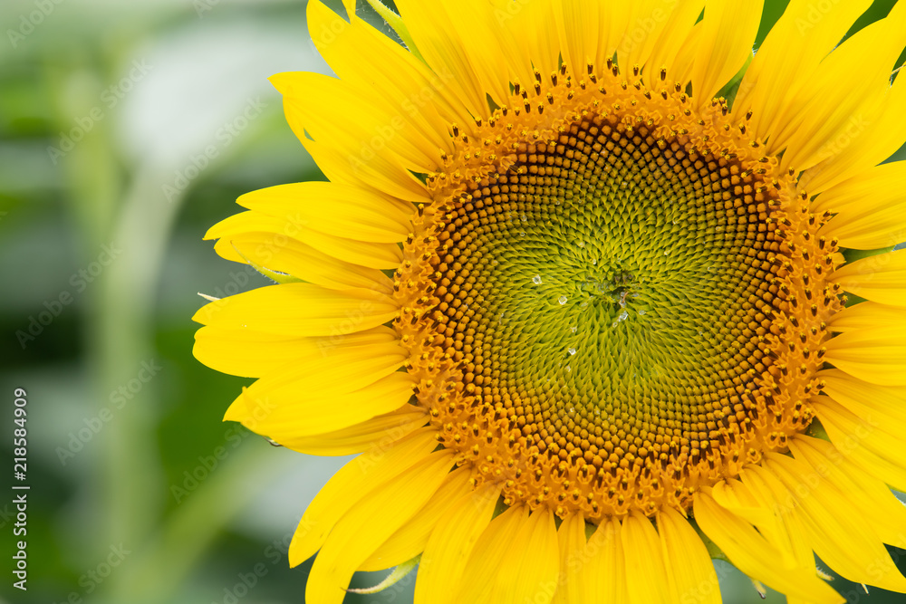 Obraz premium sunflower