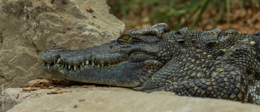 Fototapeta premium Crocodile resting on rocks.