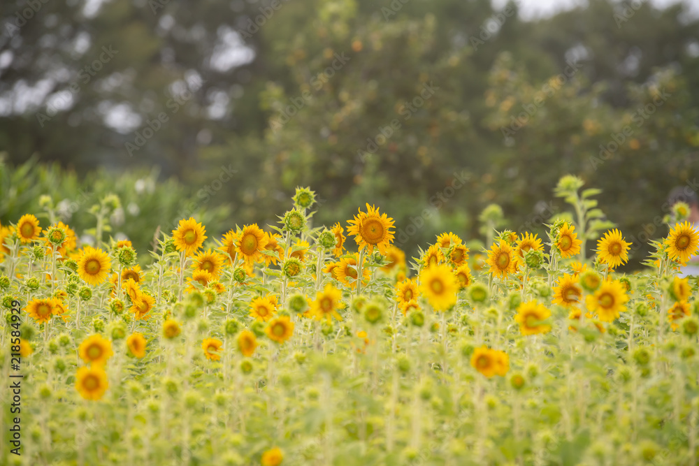 Obraz premium Sunflower field