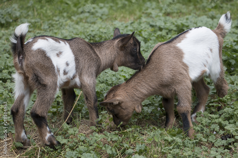 Fototapeta premium Two baby goatling