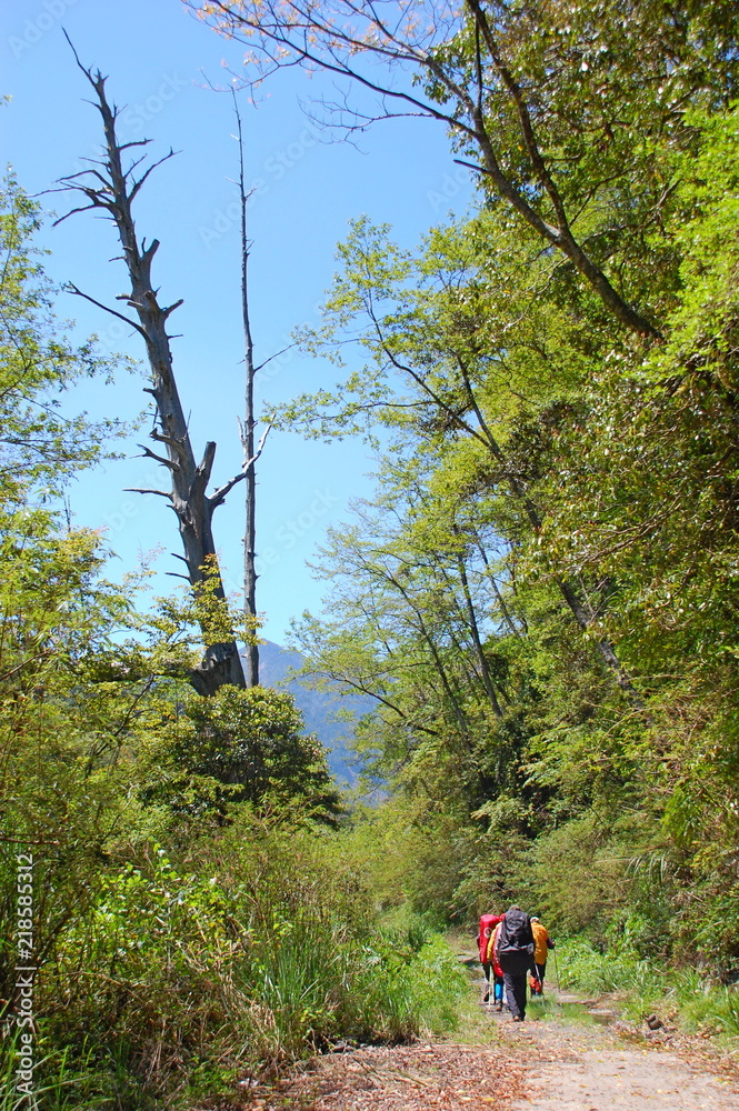 Obraz premium Hiking trails in the mountains in Spring in Hsinchu, Taiwan