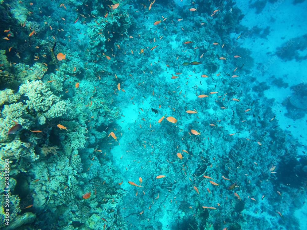Fototapeta premium Piękna rafa koralowa z ogromną ilością ryb