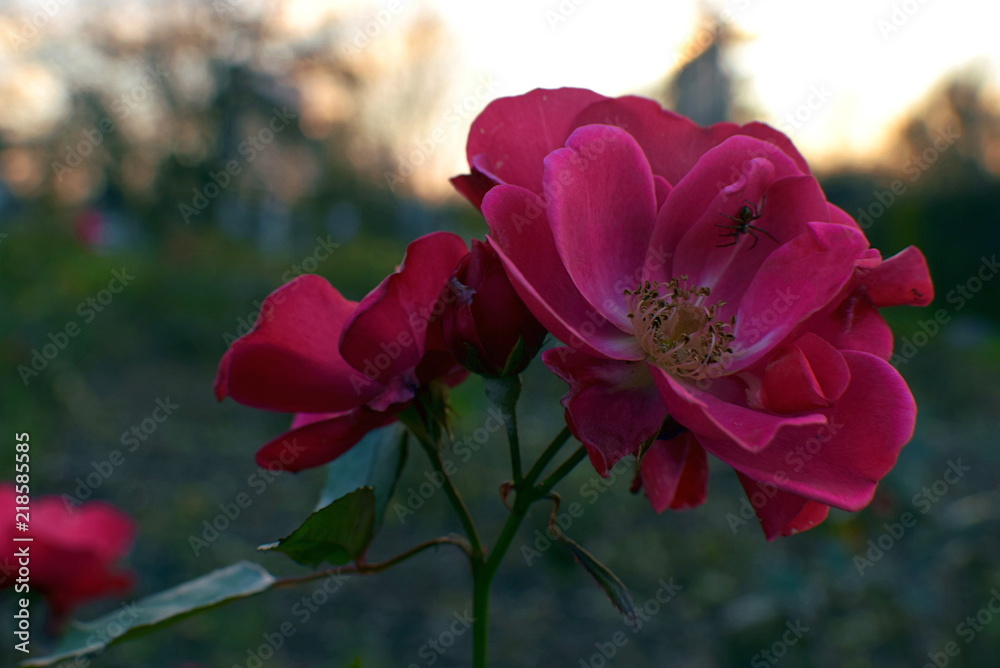 Obraz premium pink rose with a spider on the background of sunset