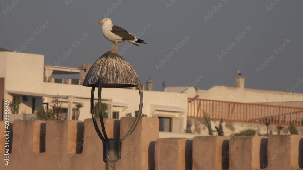 Seagull on old lanterns at sunset, Essaouira city in Morocco, 4k Seagull on old lanterns at sunset, Essaouira city in Morocco, 4k