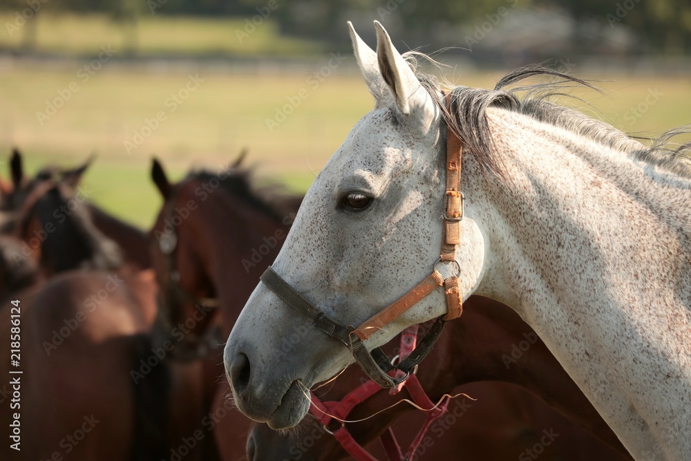 Obraz premium White horse in the morning
