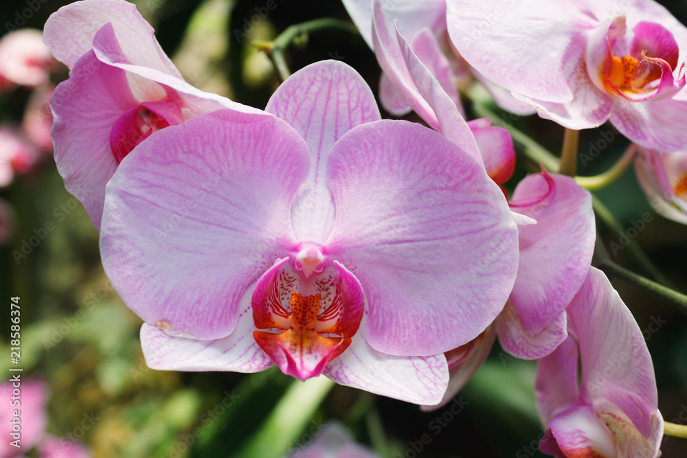 Beautiful orchid branch on abstract blurred background Beautiful orchid branch on abstract blurred background