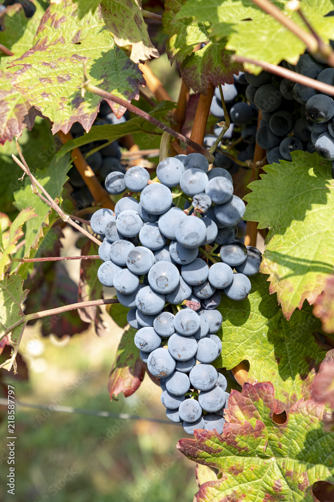 green ripe grapes in the vineyard green ripe grapes in the vineyard
