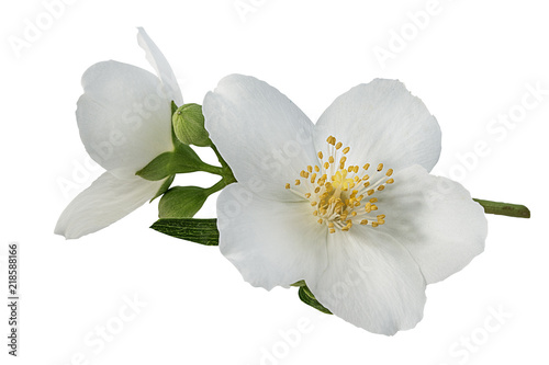 jasmine flower on a white background © ilietus