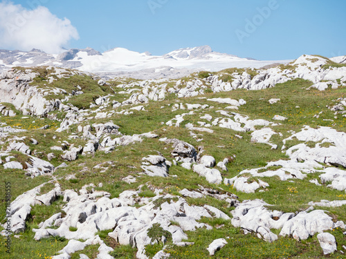 alpine meadow in the mountains with rocks and glacier