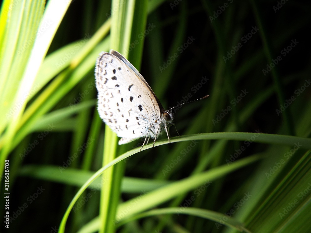 Fototapeta premium ヤマトシジミ blue