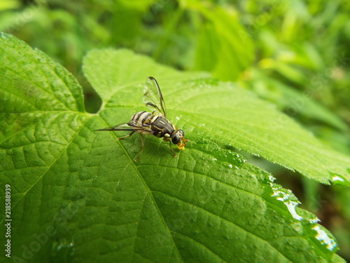 カボチャミバエ fly