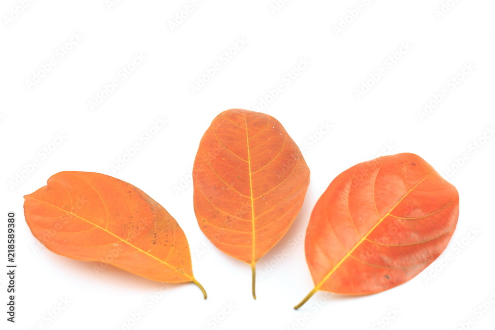 Leaves dry on a white background. Leaves dry on a white background.
