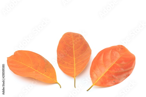 Leaves dry on a white background.
