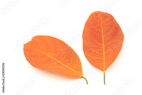 Leaves dry on a white background.