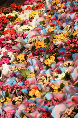 Marché dominical de la place du Miroir à Jette (Bruxelles) : Fleurs 