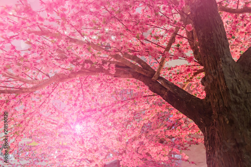 Quadro su tela Background of blooming pink Cherry Blossom Sakura trees and sun flare