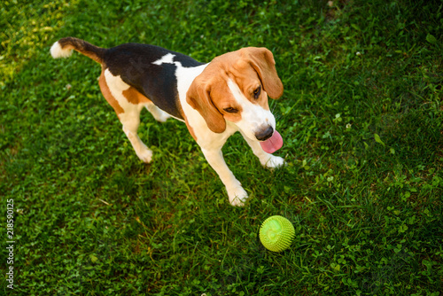 Beagle dog on grass with tongue out after playing with ball summer day