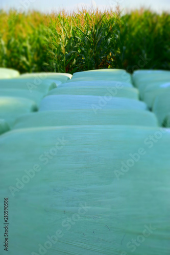 unusual representations of fodder bales  rows of green silage bales in front of a big cornfield abstract look