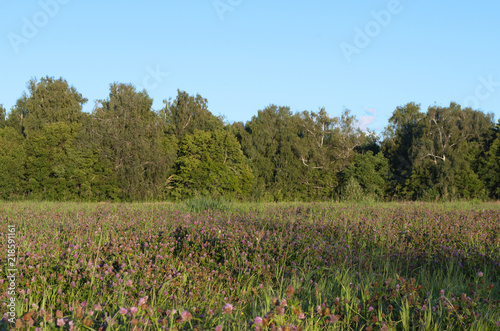 Field of alfalfa flowers (also called lucerne)