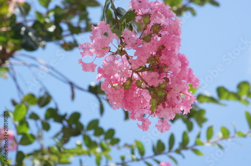 夏空に映えるピンクのサルスベリ