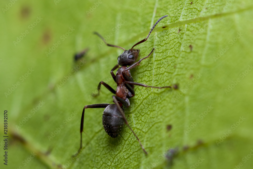 Ant on the leaf Ant on the leaf