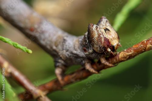 Peppered moth caterpillar macro close up