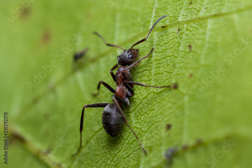 Ant on the leaf © Numbian