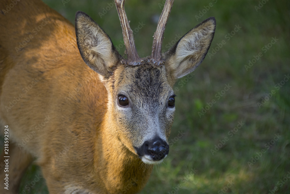 Roe deer in forest - Capreolus capreolus close up Roe deer in forest - Capreolus capreolus close up