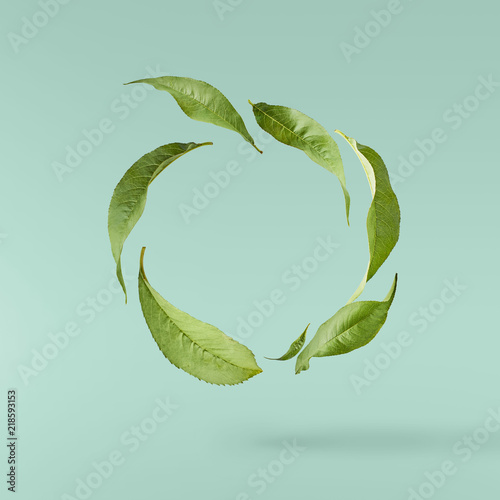 flying green tea leaves isolated photo