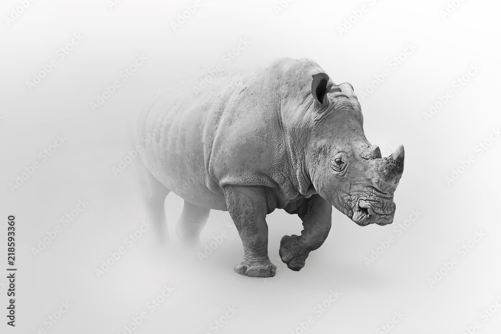 Fototapeta Rhino africa wildlife animal art collection grayscale white edition