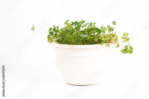 Pot with parsley on a white background.