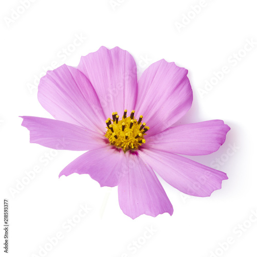 Beautiful pastel pink flowers isolated at white