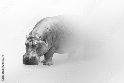 hipopotam-artystyczna-kolekcja-afrykanskich-zwierzat
