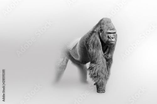 Gorilla africa wildlife animal art collection grayscale white edition