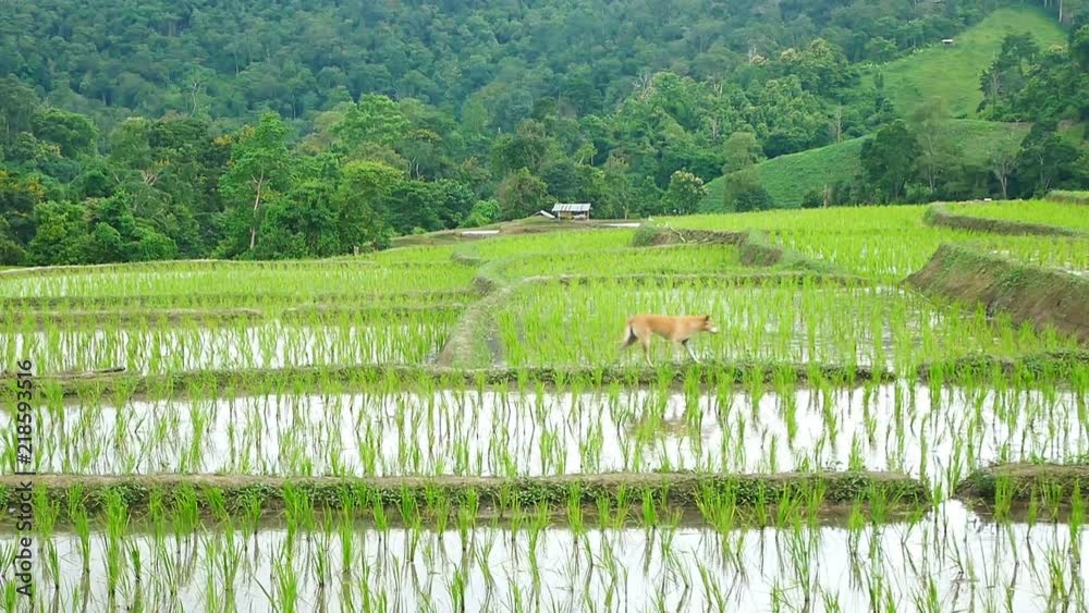 Young rice are growing in the rice fields. Young rice are growing in the rice fields.