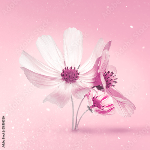 Beautiful pastel pink flowers photo