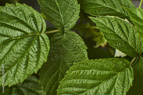 fresh green raspberry leaves