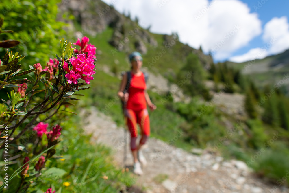 Flowers rhododendrons on the trail while passing a girl on an excursion Flowers rhododendrons on the trail while passing a girl on an excursion