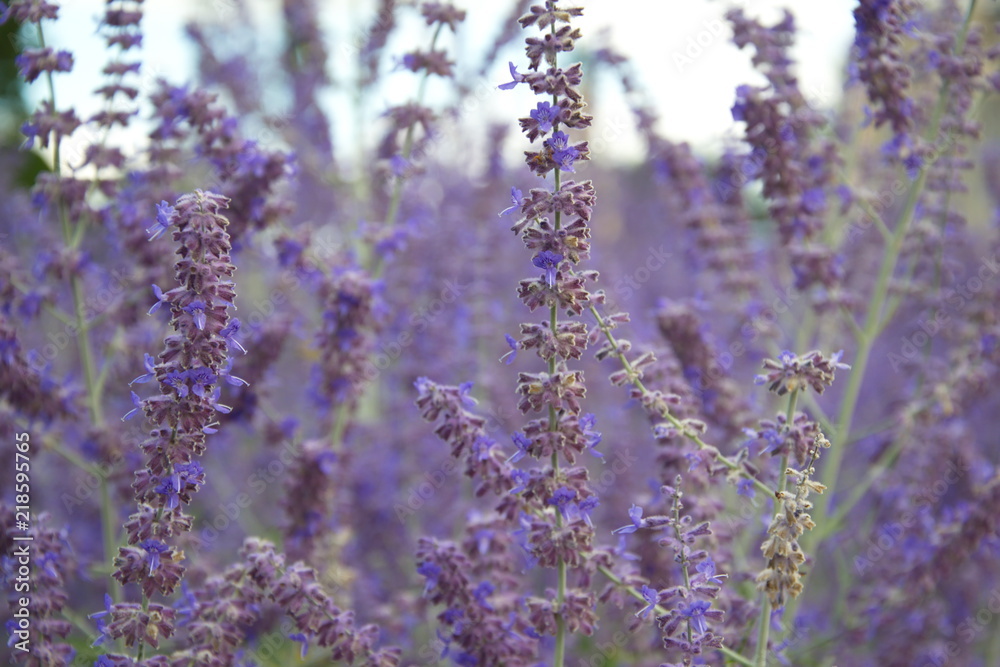 Fototapeta premium Lavender flowers close-up