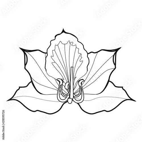 Bauhinia blossoms. Coloring book. Stock illustration. Isolated image on white background. Symbol of Hong Kong.