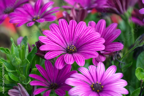 Beautiful violet flowers on a background of green leaves